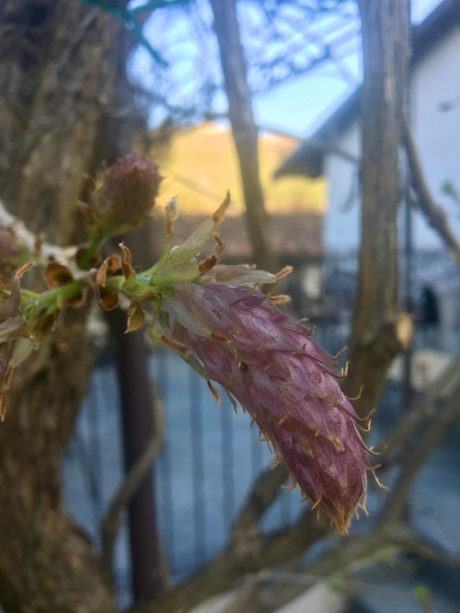 Neviglie Marcarini Agriturismo מראה חיצוני תמונה